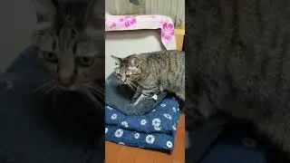 恥ずかしそうにモミモミをする猫が可愛すぎる&hearts;️　A cat that shyly fir is too cute