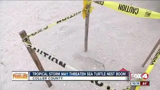 Tropical Storm possible threat to sea turtle hatching season