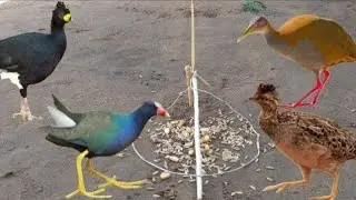 Armadilha para pegar pássaros e aves  nambu Siricora frango  d'água juritis-sobrevivência na selva.