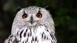 4k Owl Eyes  | loving Nature | must watch in leisure , stress controlling , relaxing | #shorts