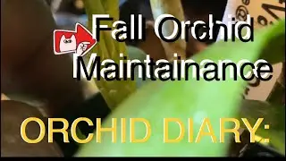 ORCHID DIARY :  FALL ORCHID MAINTAINANCE I  THE BEST LEAST INVADIVE PEST REMOVAL METHOD  P.O.O.