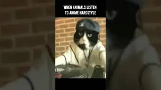 We know these cuties will be at Neotopia on July 1st 😹 #animaldance #hardstyle #memesdaily