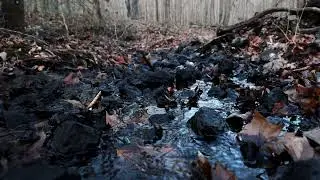 Burfordville Timber Tract