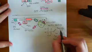 The Phospholipase C Beta Enzymes Part 7