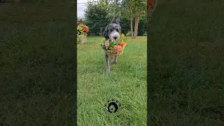 Zinnia bouquet from our backyard. Houdini dog helping #dog #dogvideos #fyp #houdini #zinnia #zinnias