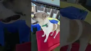 Ollie, an adoptable puppy at Better Days Rescue