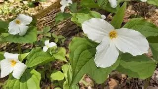 [ 온타리오 플라워 트릴리움 ] The Trillium is Ontario's Floral Emblem 꽃잎이3장