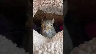 Squirrel afraid of a frog #animals #animallover #subscribe