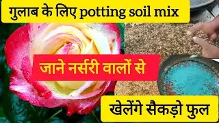 गुलाब के लिए potting mix (Potting soil). Rose plants growing tips. potting mix for rose plant. गुलाब