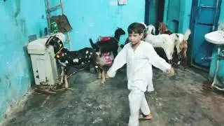 Dancing goats