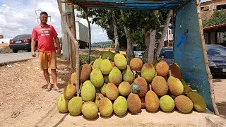 MUITA  FARTURA DE JACA EM SÃO BENEDITO CEARÁ. 