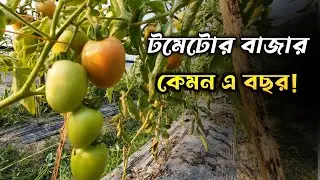 টমেটোর বাজার কেমন। ১২/০১/২০২৬