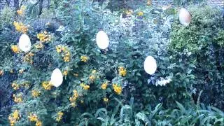 Ice Eggs 1