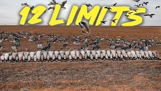 LESSER CANADA GEESE PILING IN OUR DECOYS!! (FAST-PACED WEST TEXAS GOOSE HUNT)