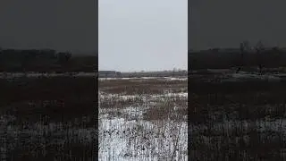 Охота на фазана с луком! Pheasant hunting with a bow!