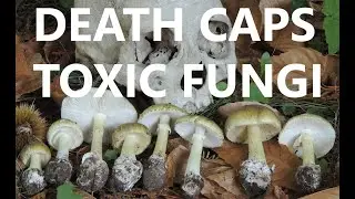 Death Cap mushrooms in BC - Identification of poisonous mushrooms: Amanita phalloides