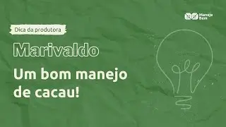 Dica do Produtor Marivaldo Santos manejo de Cacau - ManejeBem