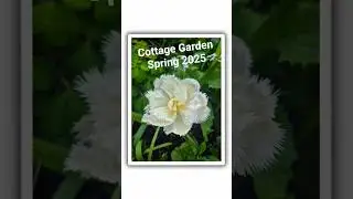 Cottage Garden Memories Spring 2025 #gardendiary #gardening #gardenvlog #spring #flowers