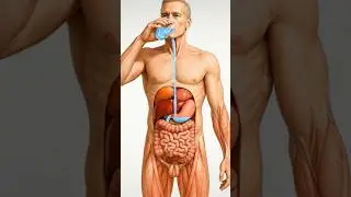 What Happen Inside Your Body When You Drink| Anatomy Educational Video #shorts #usa #viral #yt