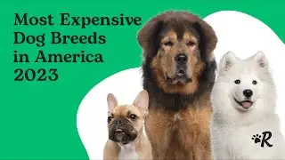 The 11 Most Expensive Dog Breeds in 2024 | Rover Pet Care Guide
