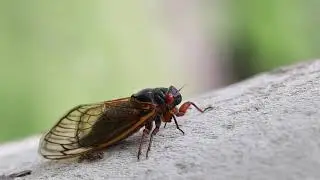Perodical Cicada Calls