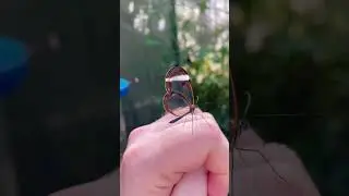 Capture a transparent butterfly spirit
