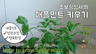 초보식집사의 [애플민트 키우기]허브삽목, 분갈이, 생육환경, 4개월 성장과정, 웃자람, 재활용화분 DIY/ How to grow apple mint, Recycling Pot