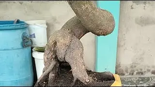 mai vàng bonsai giá rẻ 0345217821