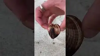 People find a scary seashell!