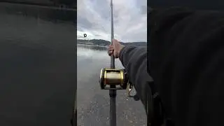 Sturgeon fishing OREGON 🇺🇸 #fishing #sturgeonfishing #riverfishing #bigfish