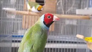 MEUS PÁSSAROS EXÓTICOS, DIAMANTES GOULD