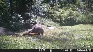 Nibbles the Groundhog