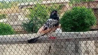 Usatd Akmal Khan Piplan Champion Pigeon Landing 8:14pm Pigeons Just For Shuq