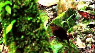 Tawny-throated Leaftosser - Sclerurus mexicanus - www.colombiabirding.com