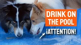 Ваша СОБАКА ПЬЁТ воду из БАССЕЙНА? 🐶🌊 (Что вам следует знать)