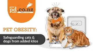 Fat Cat? Fat Dog? How to Keep Preventing or Treat Pet Obesity