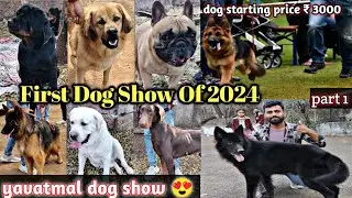 यवतमाल डॉग शो 2024 🏆 biggest dog show in yavatmal 😍 | Maharashtra | dog market in yavatmal low price