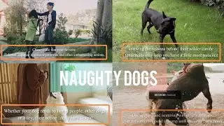 Naughty Dogs Video Compilation  2021 || Naughty pets Funniest Videos ,how to control dogs