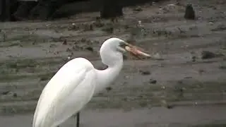 Great Egret with large fish. MOV001