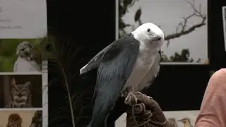 Stafford CSI - Wild Bird Adventures at FBCL
