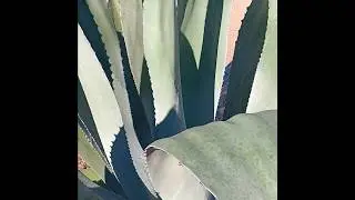 Blue Agave Tequila /Anyone know/ Ideas comment.