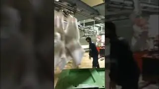 Toma meats, highest quality Beef carcasses ready to export GCC Countries.