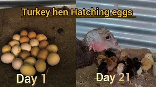Turkey Hen egg hatching 🐣 | Hatching eggs | Turkey bird |