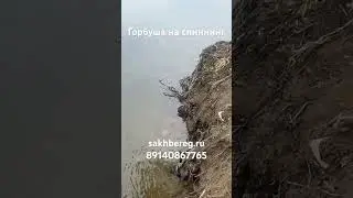 Горбуша на Сахалине #сахалин #рыбалка #туризм #fishing #рыба
