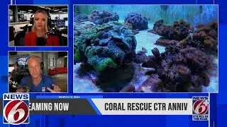 Take 6: Coral Rescue Center at SeaWorld celebrates anniversary