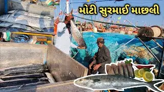 Big Surmai fish 🐟🌊!! surmai fish okha BADAR FISHING BOAT ⛵