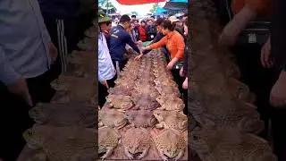 Giant Frogs for healthy midice