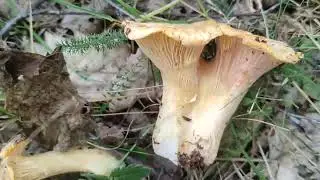 robezuelos a montones boletus y robellones 🙂🙂🙂🍄🍄🍄