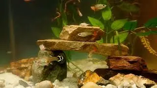 Angry Bird Fish 🐟 😤  
