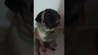 Nazar lag jayegi #viral #pug #funnyanimal #youtubeshorts #funny #pets #comedy #cute #funnypuppy #lol